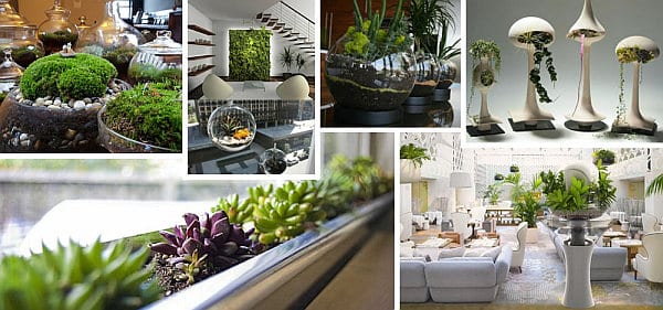 How to decorate an apartment with home plants
